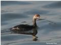 Podiceps nigricollis